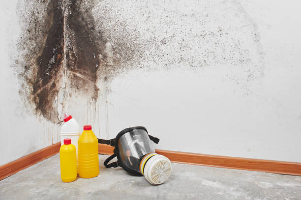 Best Bathroom Mold Remediation in Clifton Forge, VA