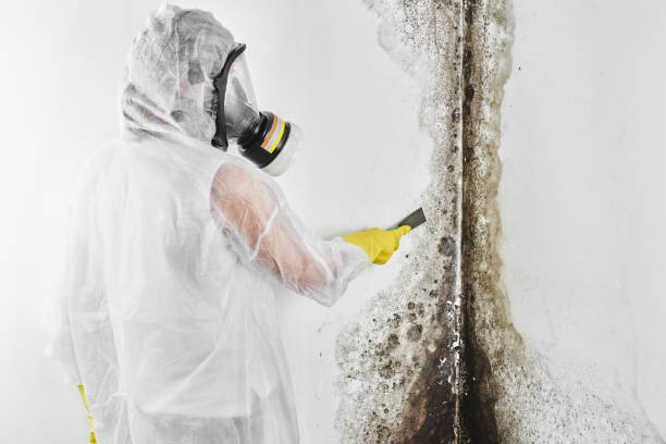 Best Emergency Mold Remediation in Clifton Forge, VA