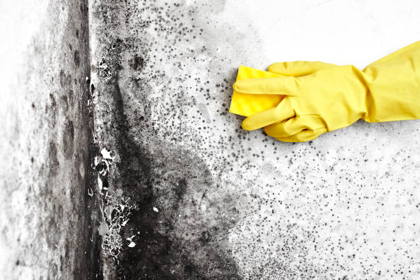 Best Bathroom Mold Remediation in Clifton Forge, VA