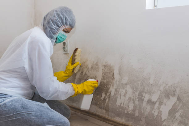 Best Health and Safety Mold Remediation in Clifton Forge, VA