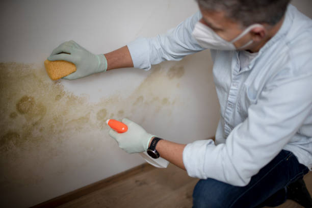 Reliable Clifton Forge, VA Mold Remediation Solutions