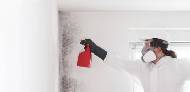 Best Crawl Space Mold Remediation in Clifton Forge, VA