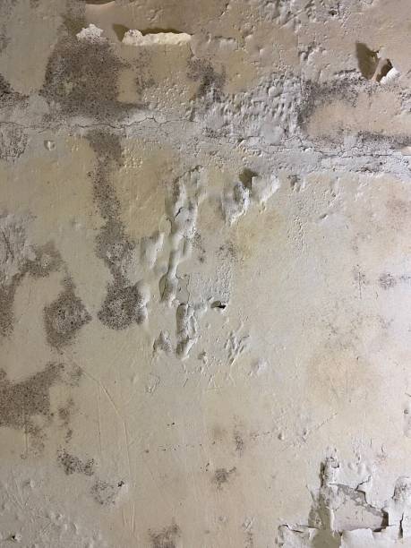Best Mold Remediation for Specific Building Types in Clifton Forge, VA