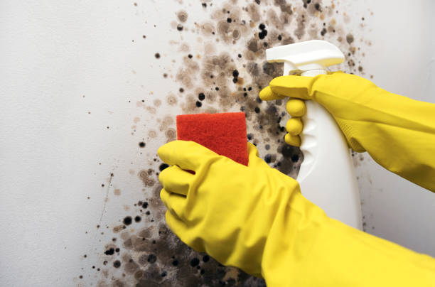 Best DIY Mold Remediation Support Services in Clifton Forge, VA