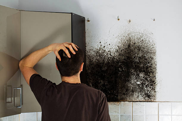 Best Residential Mold Remediation in Clifton Forge, VA