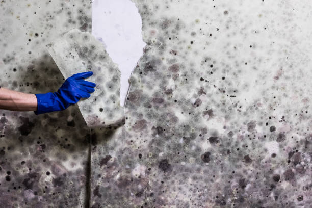 Best Kitchen Mold Remediation in Clifton Forge, VA