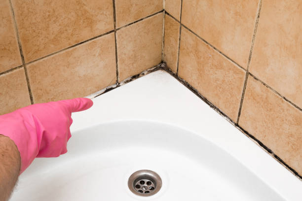 Best Industrial Mold Remediation in Clifton Forge, VA